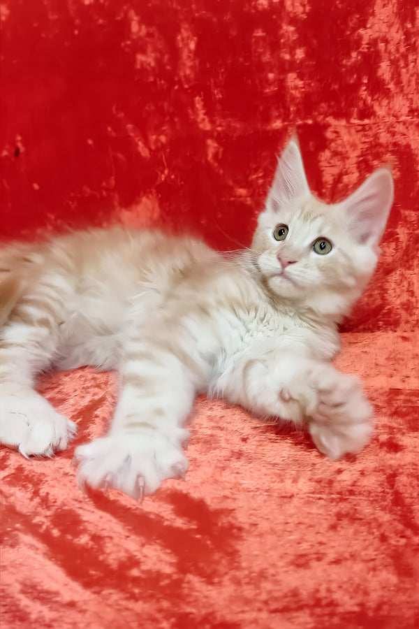 Indy | Maine Coon Kitten