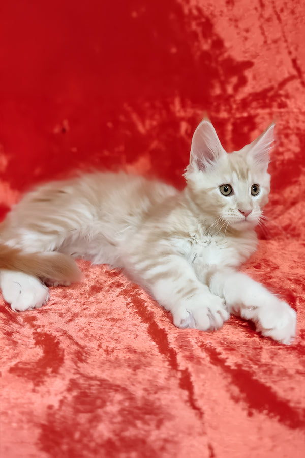 Indy | Maine Coon Kitten