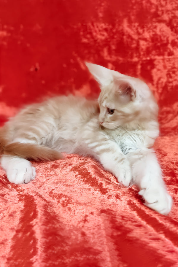 Indy | Maine Coon Kitten