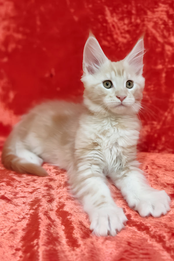 Indy | Maine Coon Kitten