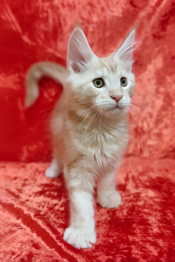 Indy | Maine Coon Kitten