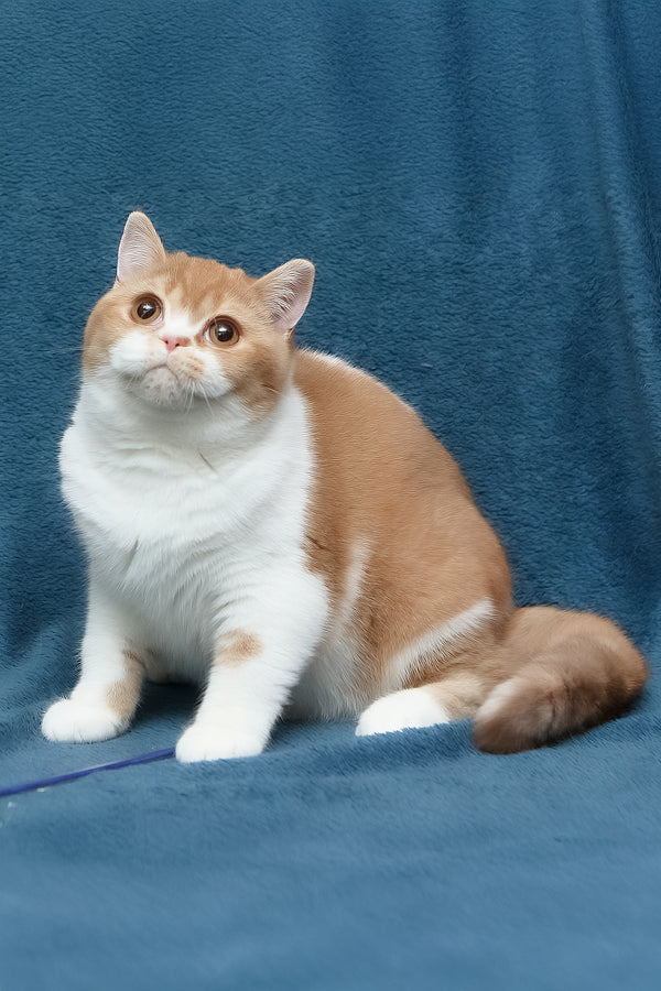 Kapelka | British Shorthair Kitten