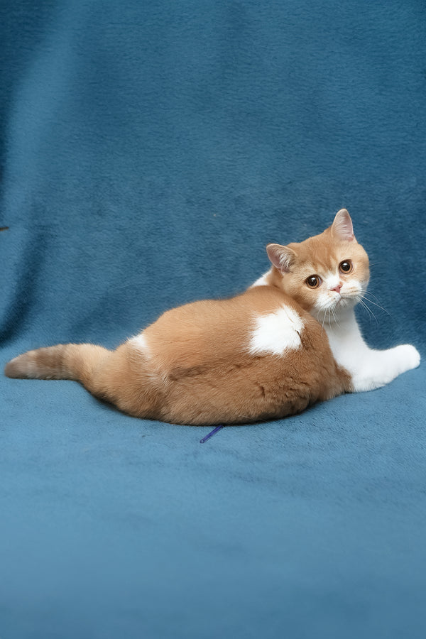 Kapelka | British Shorthair Kitten