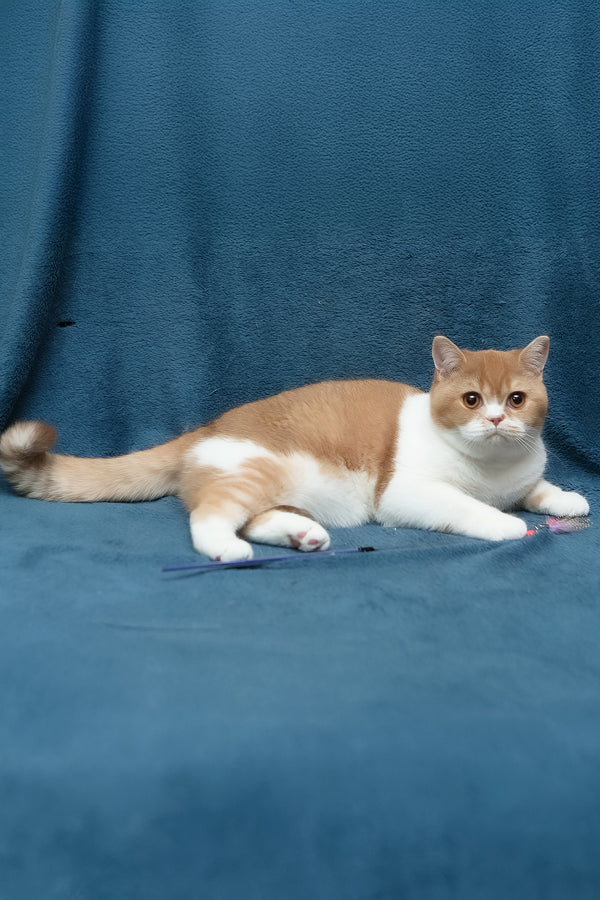 Kapelka | British Shorthair Kitten