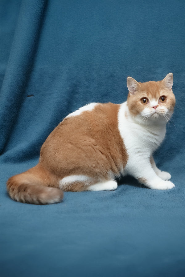 Kapelka | British Shorthair Kitten