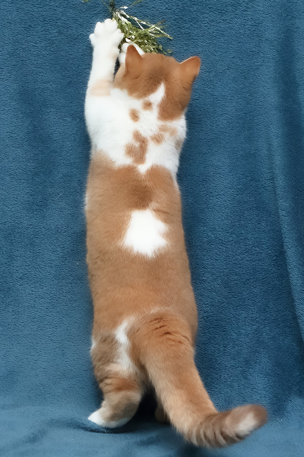 Kapelka | British Shorthair Kitten