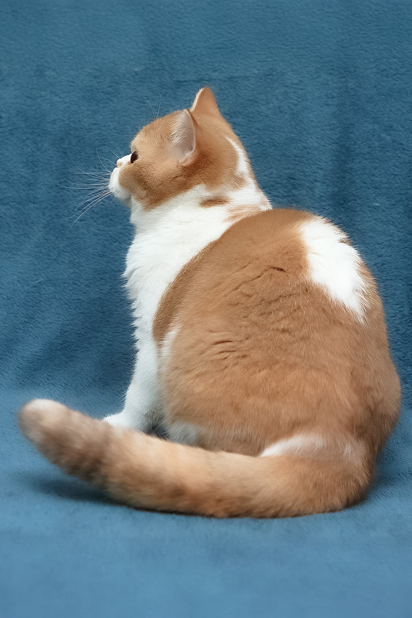 Kapelka | British Shorthair Kitten