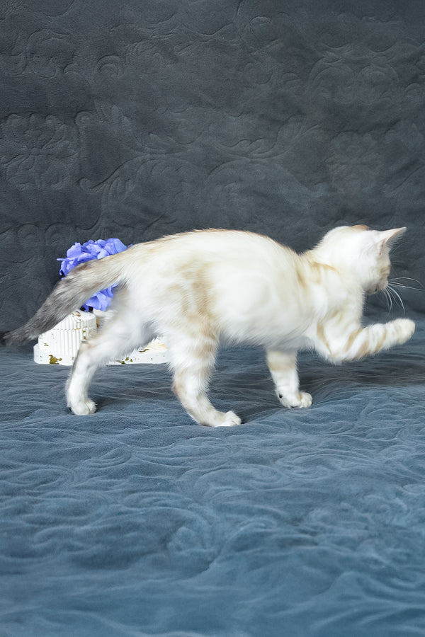 Karitsa | Bengal Kitten