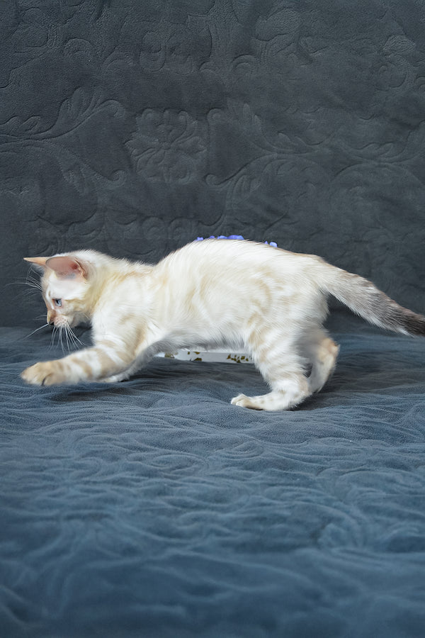 Karitsa | Bengal Kitten