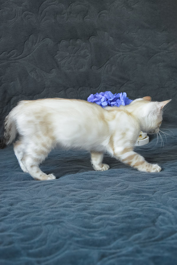 Karitsa | Bengal Kitten