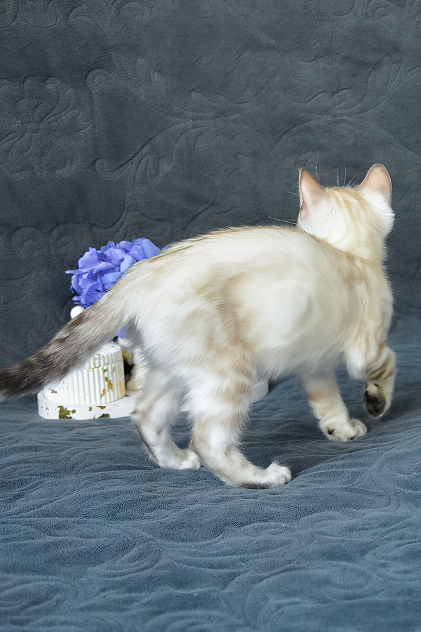 Karitsa | Bengal Kitten