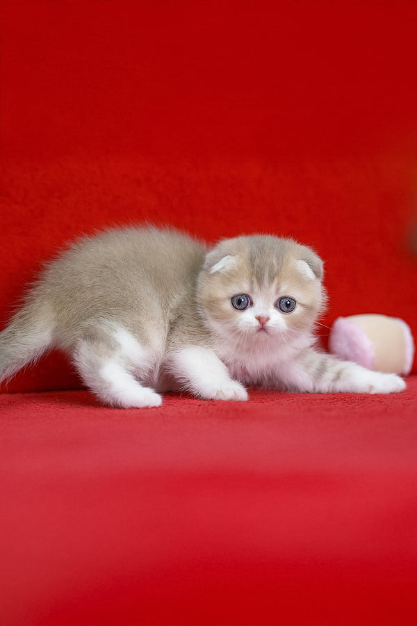 Luxury | Scottish Fold Kitten