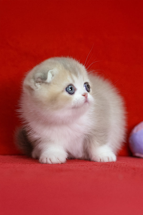 Luxury | Scottish Fold Kitten