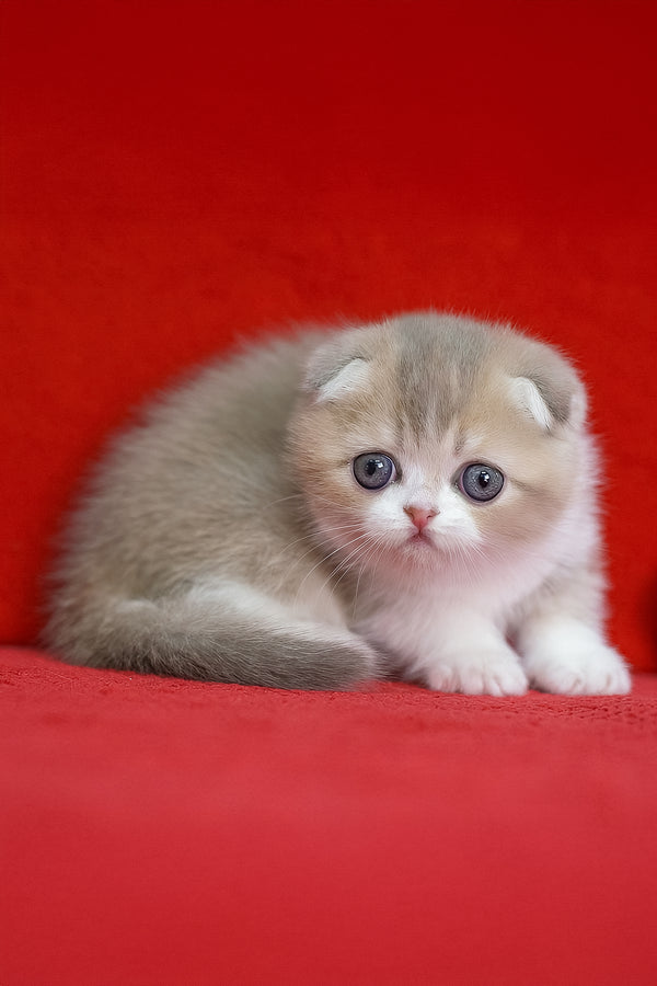 Luxury | Scottish Fold Kitten
