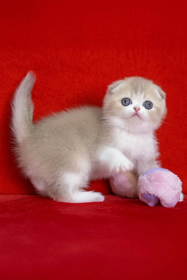 Luxury | Scottish Fold Kitten