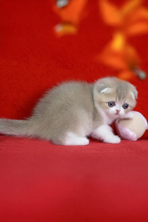 Luxury | Scottish Fold Kitten