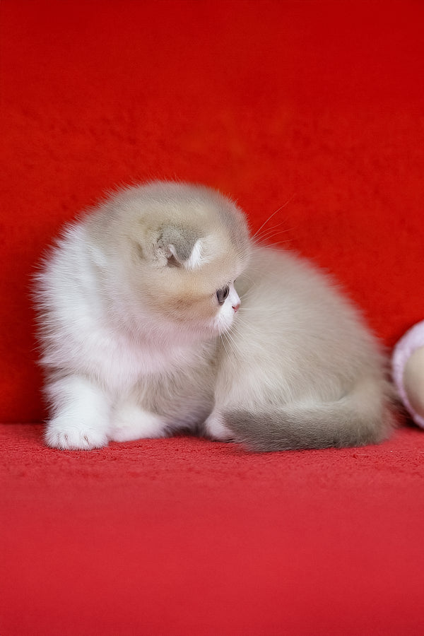 Luxury | Scottish Fold Kitten