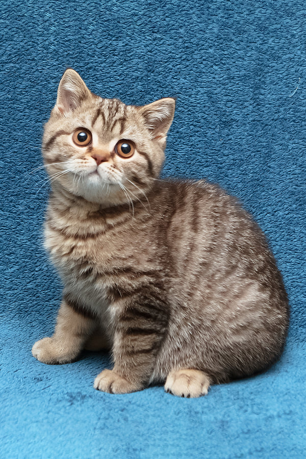 Nalim | British Shorthair Kitten