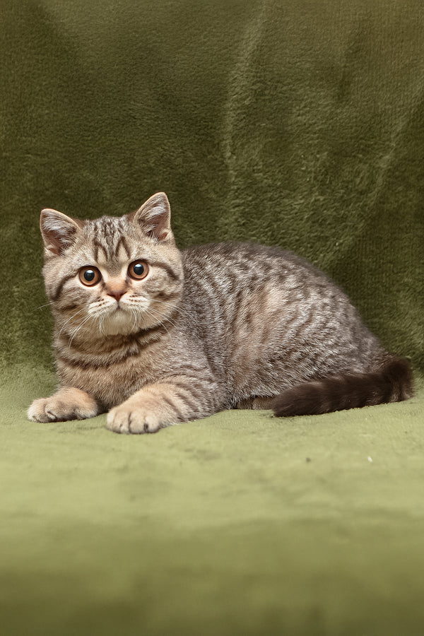Nalim | British Shorthair Kitten