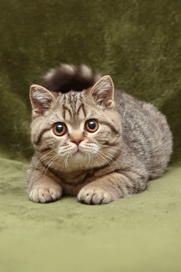 Nalim | British Shorthair Kitten