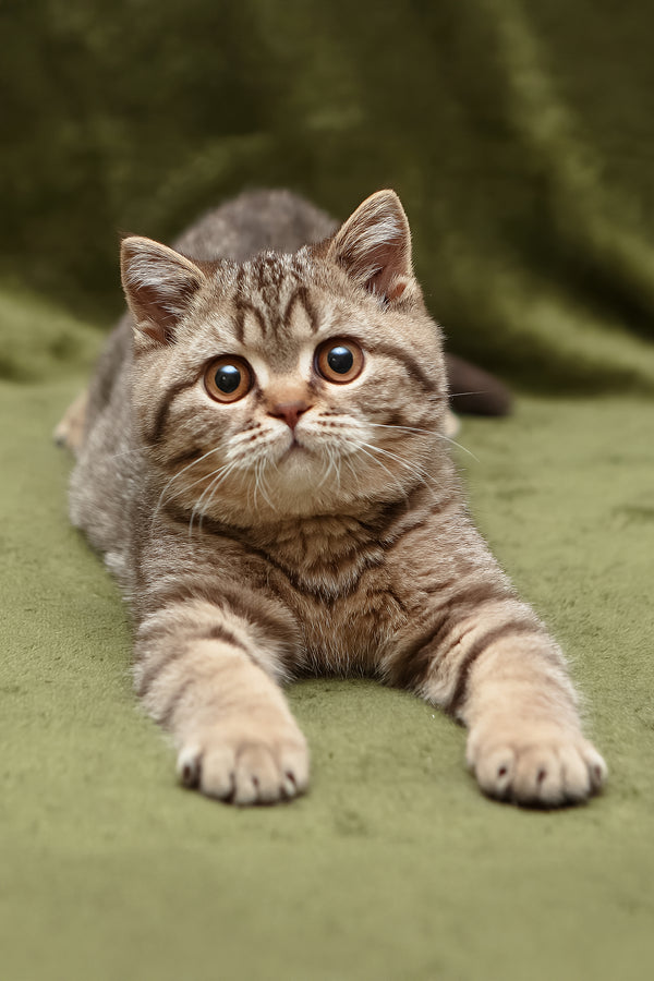 Nalim | British Shorthair Kitten