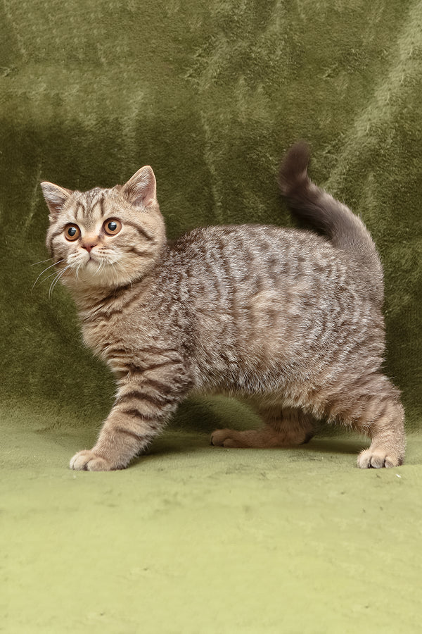 Nalim | British Shorthair Kitten