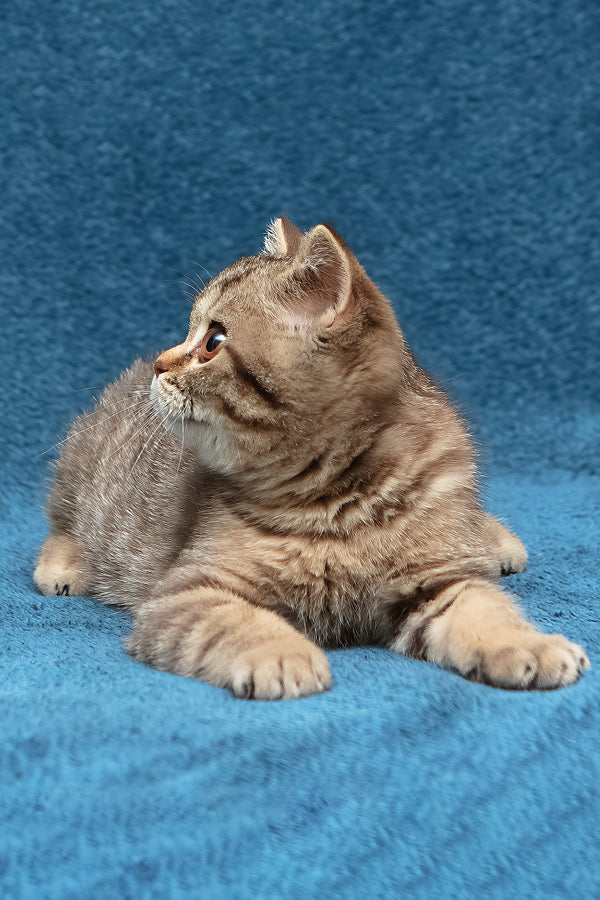 Nalim | British Shorthair Kitten