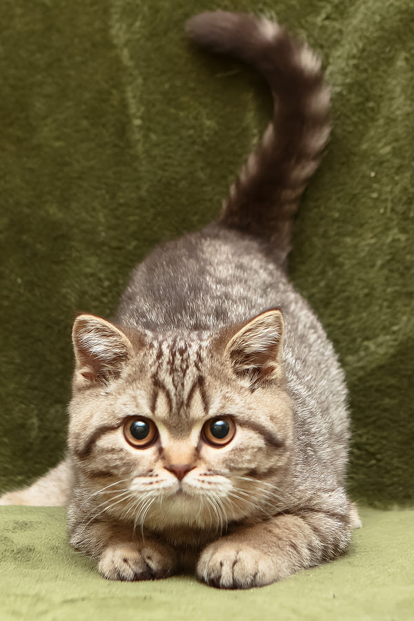Nalim | British Shorthair Kitten