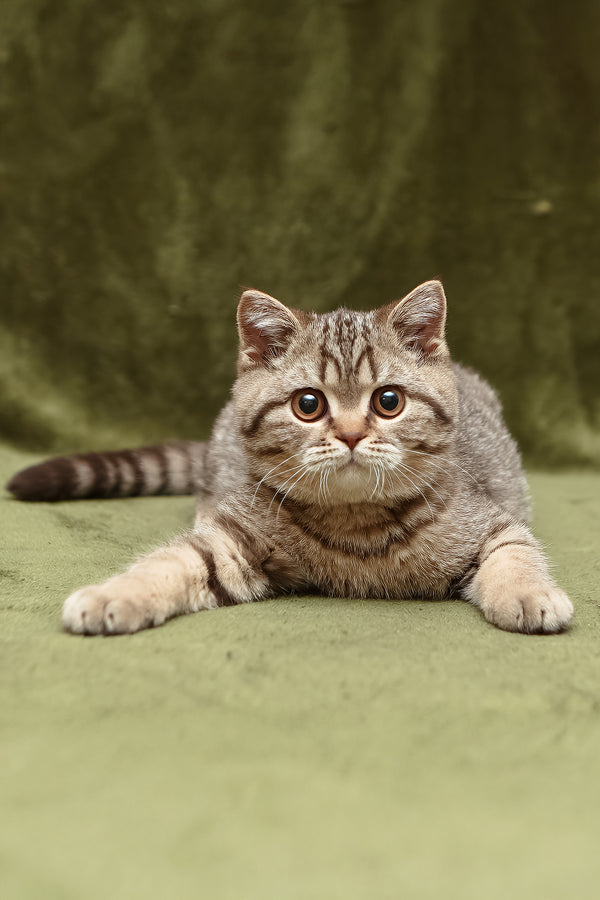 Nalim | British Shorthair Kitten