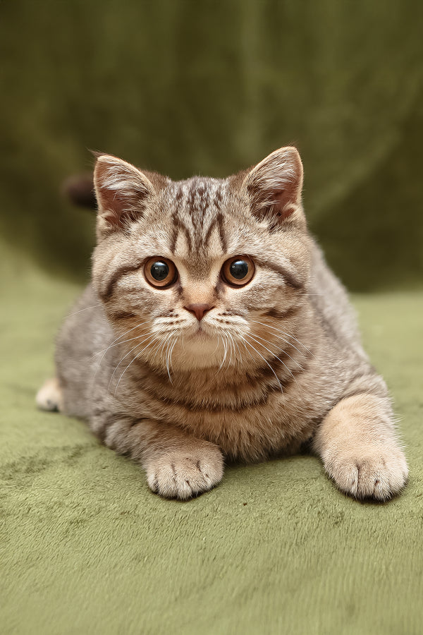 Nalim | British Shorthair Kitten
