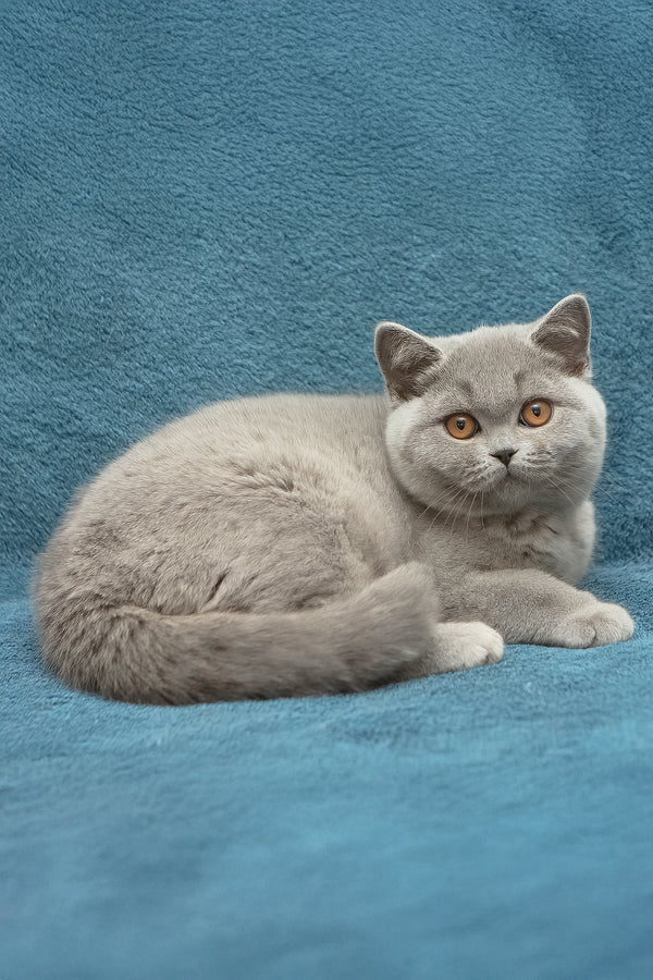 Ornette | British Shorthair Kitten