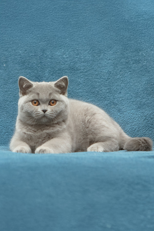 Ornette | British Shorthair Kitten