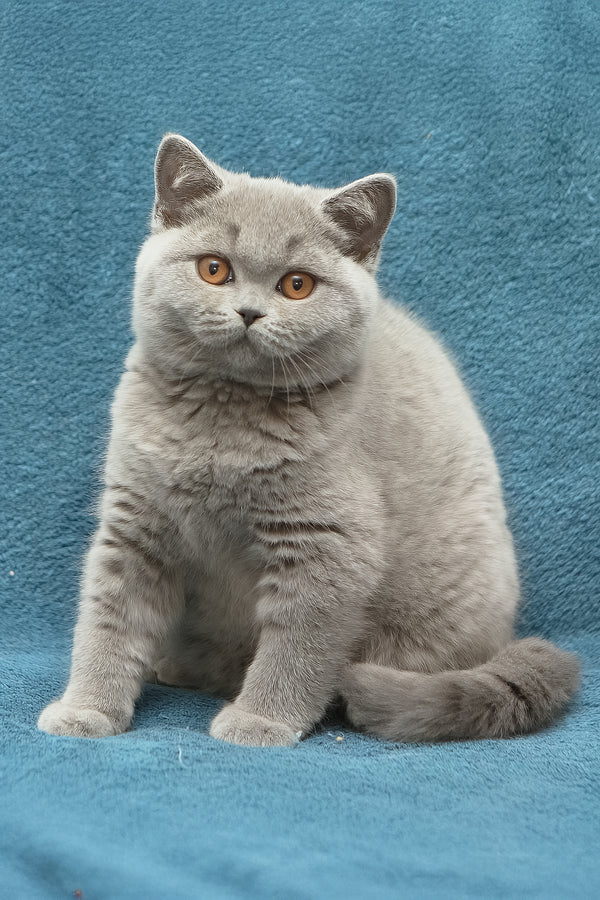 Ornette | British Shorthair Kitten