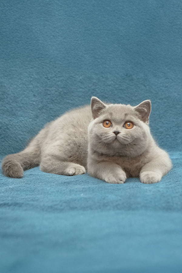 Ornette | British Shorthair Kitten