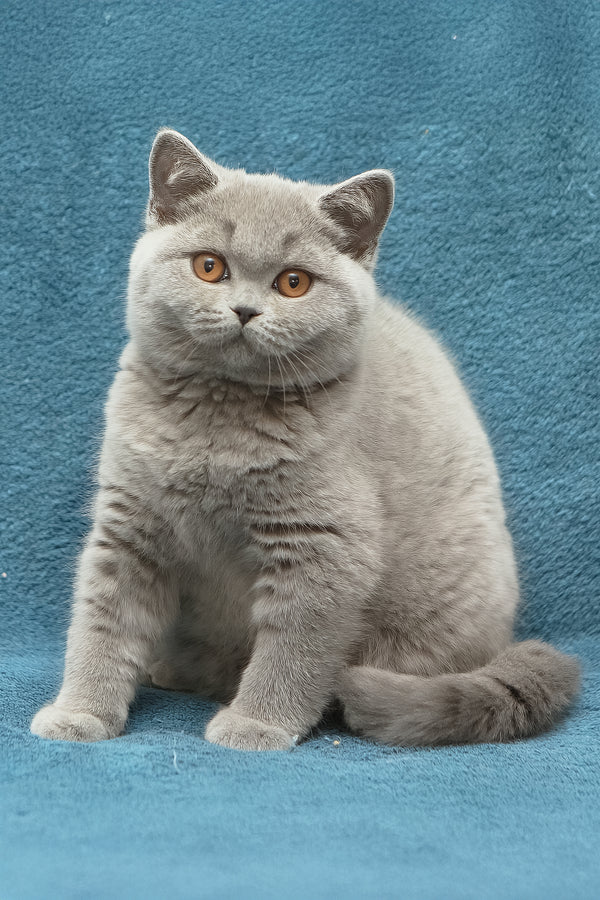 Ornette | British Shorthair Kitten