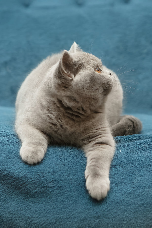 Ornette | British Shorthair Kitten