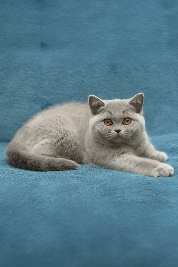 Ornette | British Shorthair Kitten