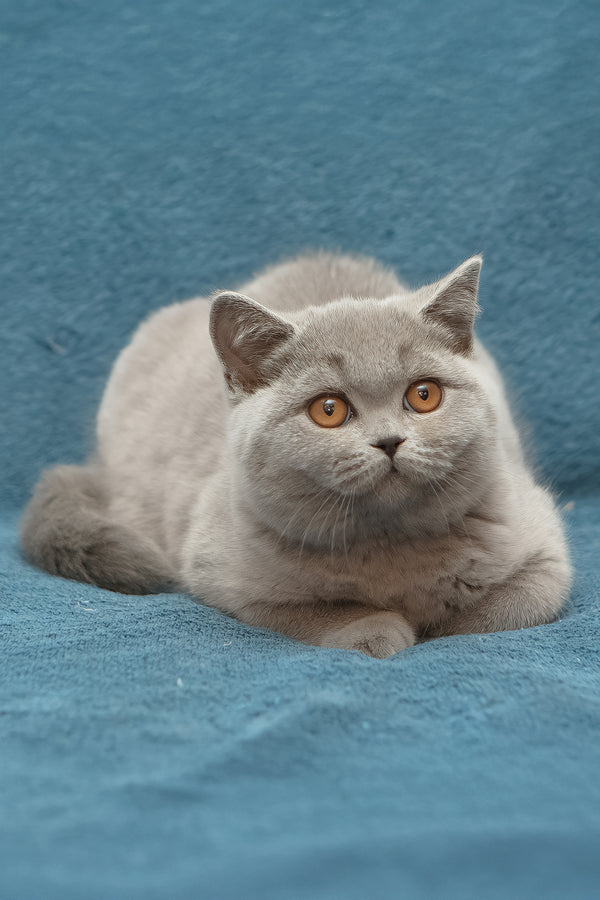 Ornette | British Shorthair Kitten