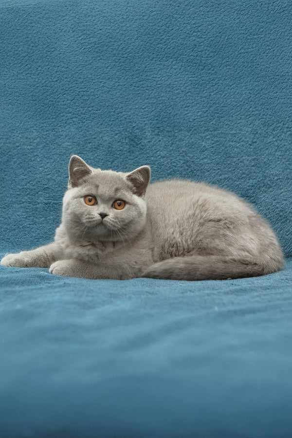 Ornette | British Shorthair Kitten