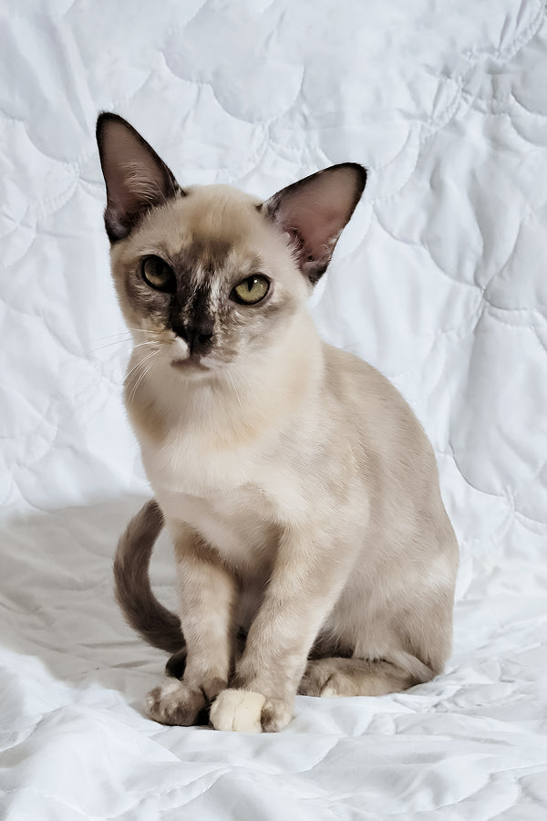 Patricia | Burmese Kitten