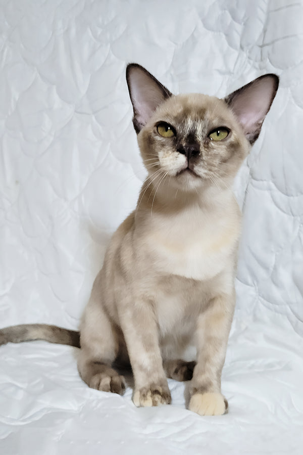 Patricia | Burmese Kitten