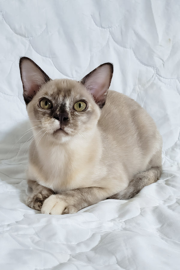 Patricia | Burmese Kitten