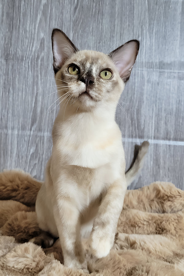 Patricia | Burmese Kitten