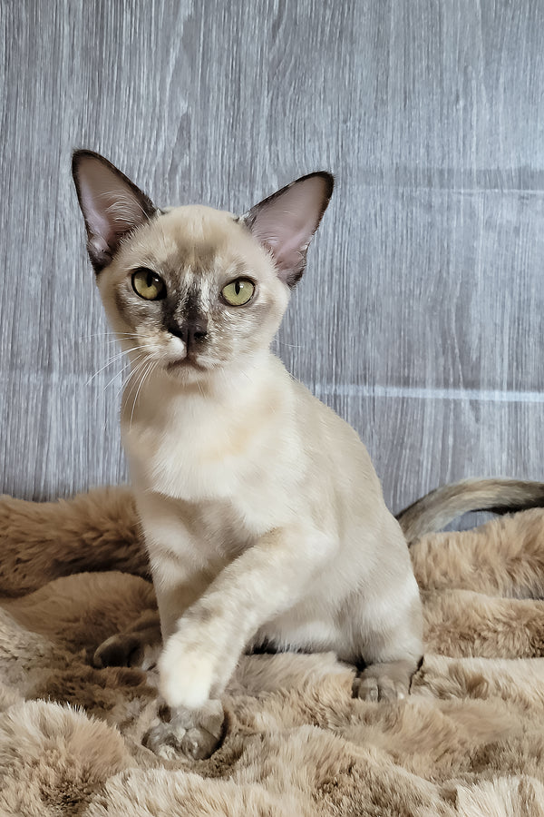 Patricia | Burmese Kitten