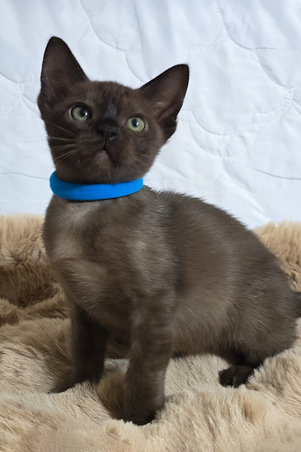 Quincy | Burmese Kitten