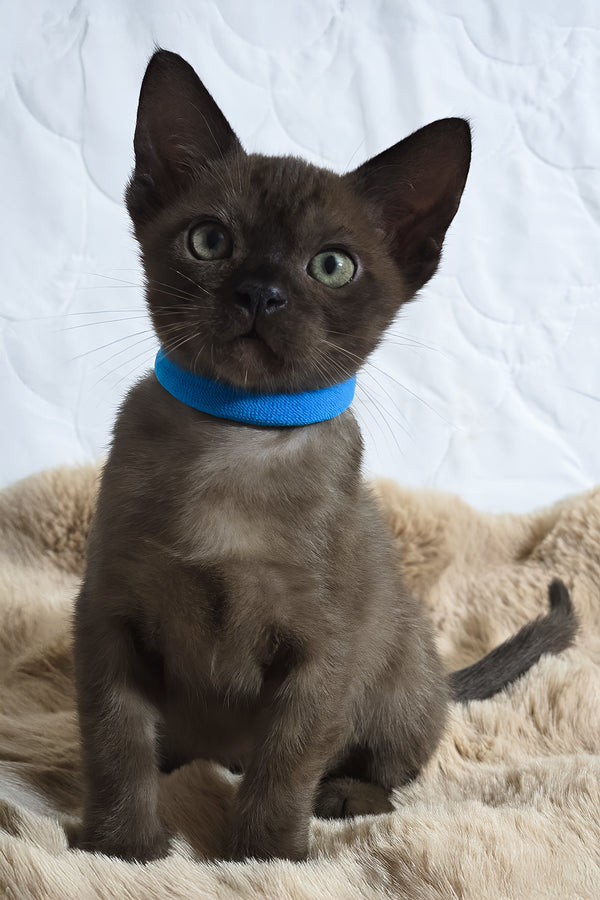 Quincy | Burmese Kitten