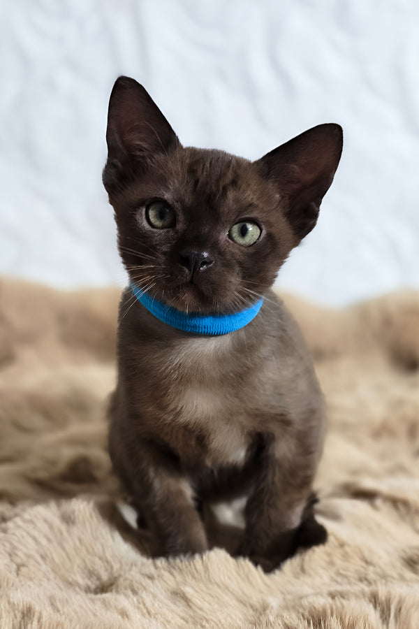 Quincy | Burmese Kitten