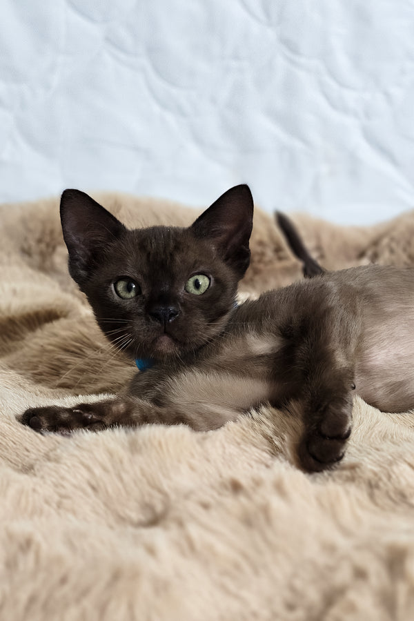 Quincy | Burmese Kitten