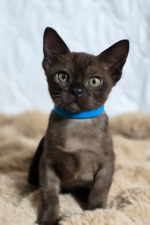 Quincy | Burmese Kitten