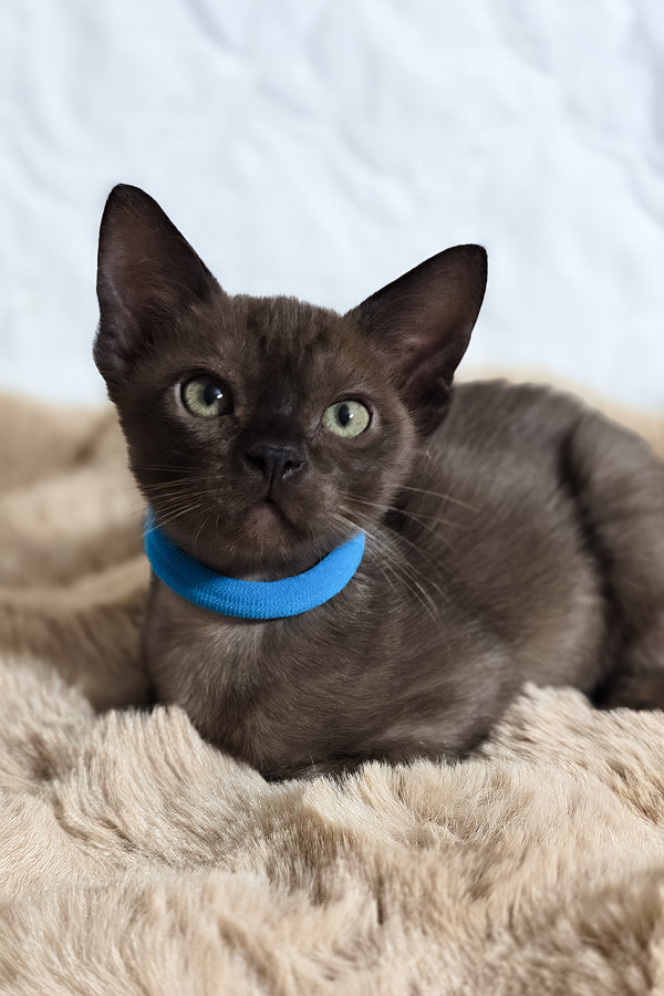 Quincy | Burmese Kitten